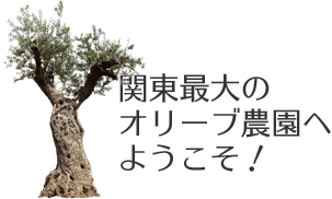 関東最大の オリーブ農園へ ようこそ！